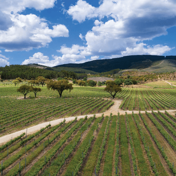 Quinta da Fonte Souto